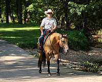 working-cattle-quarter-horse