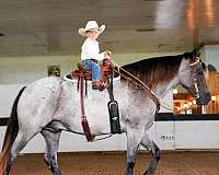 athletic-draft-horse