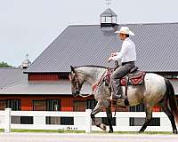 beginner-draft-horse