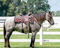 flashy-draft-horse