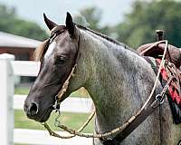 husband-safe-draft-horse
