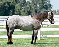 kid-safe-draft-horse
