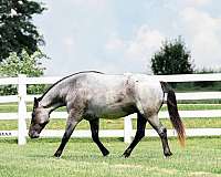 ranch-draft-horse