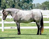trail-draft-horse