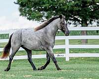 trail-riding-draft-horse