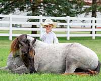 blue-roan-all-around-horse