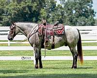 blue-roan-draft-gelding
