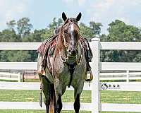 youth-draft-horse