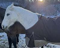 15-hand-andalusian-horse