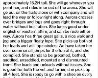 15-hand-mare