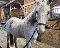 15-hand-andalusian-mare