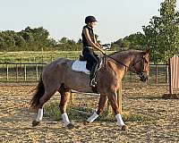 beginner-quarter-horse