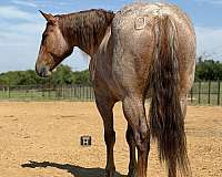 athletic-quarter-horse