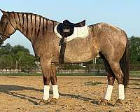 cross-quarter-horse