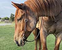 draft-quarter-horse
