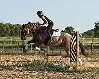 flashy-quarter-horse