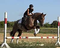 jumping-quarter-horse