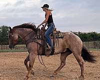 ranch-quarter-horse