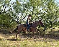 ranch-work-quarter-horse
