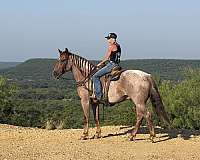 roping-quarter-horse