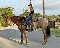 show-quarter-horse