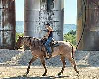 trail-quarter-horse