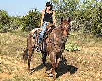 trail-riding-quarter-horse