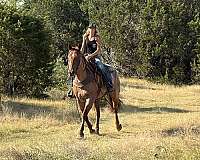 western-riding-quarter-horse