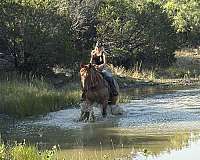 working-cattle-quarter-horse