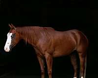 all-around-quarter-pony