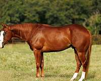 flashy-quarter-pony