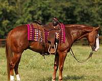 athletic-quarter-pony
