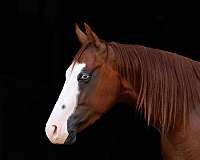 beginner-quarter-pony