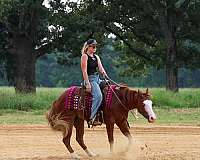 ranch-quarter-pony