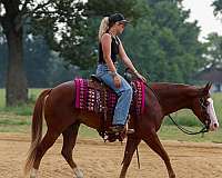 ranch-work-quarter-pony