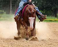 roping-quarter-pony