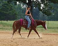 show-hack-quarter-pony