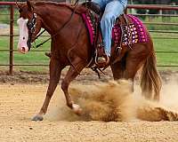 show-quarter-pony
