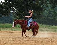 western-riding-quarter-pony