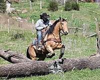 athletic-quarter-horse