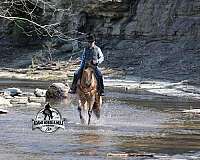 beginner-quarter-horse