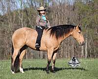 calf-roping-quarter-horse