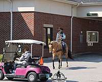 flashy-quarter-horse
