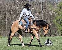 husband-safe-quarter-horse