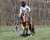 performance-quarter-horse