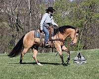 ranch-quarter-horse
