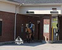 ranch-work-quarter-horse