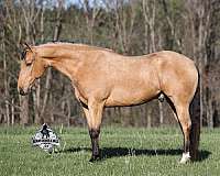 show-quarter-horse