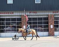 trail-quarter-horse