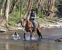 trail-riding-quarter-horse